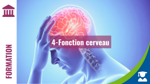 Module 4 - Fonction cerveau